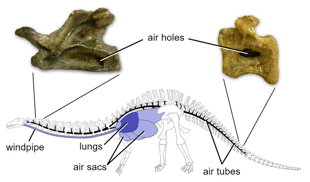 Discovery and Fossil Findings: Unraveling the Mystery of Nigersaurus