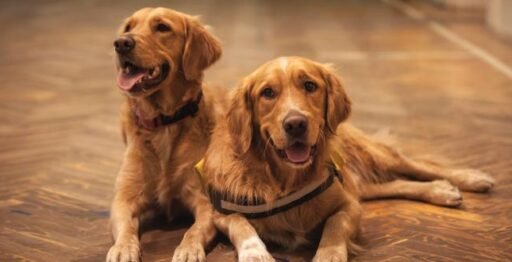 The Golden Retriever and a Ideal Family Companion