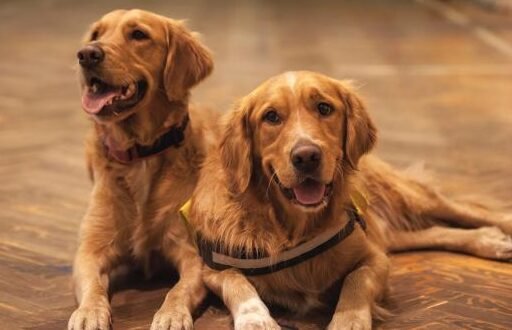 The Golden Retriever and a Ideal Family Companion