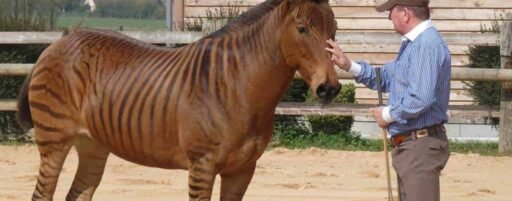 What is a Zorse Horse? 12 Mind-Blowing Facts That Will Leave You Amazed!