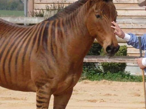 What is a Zorse Horse? 12 Mind-Blowing Facts That Will Leave You Amazed!